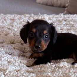 Owen - Black and tan male Dachshund puppy in Chelsea, Oklahoma from Elite Puppies of Oklahoma, LLC