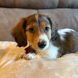Leo - Piebald male Dachshund puppy in Jonesboro, Illinois from Twin Hills Dachshunds