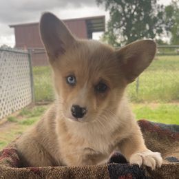 American Corgi and Pembroke Welsh Corgi Puppies from Flying K Corgis