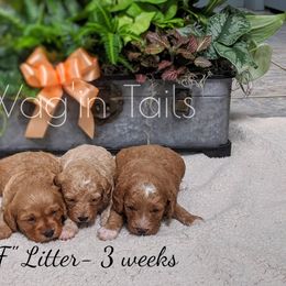 Bernedoodle and Cavapoo Puppies from Wag'in Tails