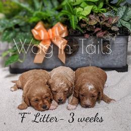 Bernedoodle and Cavapoo Puppies from Wag'in Tails