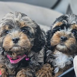 Aussiedoodle, Cockapoo, and Goldendoodle Puppies from Hilltop Doodles KY LLC