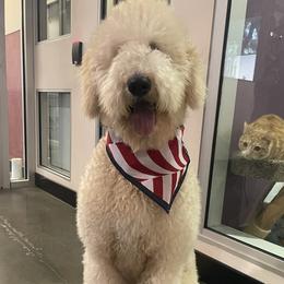 Nala - Labradoodle