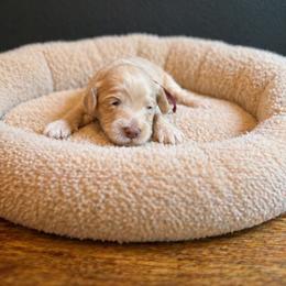 Dolly (Parton) - Caramel cream female Australian Labradoodle puppy in Millville, California from Hope Lane Kennels