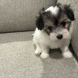 Batgirl - Black and white female Coton de Tulear puppy in Pflugerville, Texas from Beethoven’s Cotons