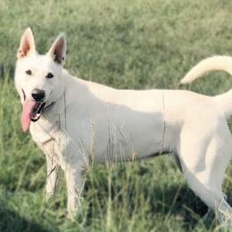 ZaZu  - German Shepherd