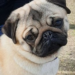 Pugs from Checagou Pugs