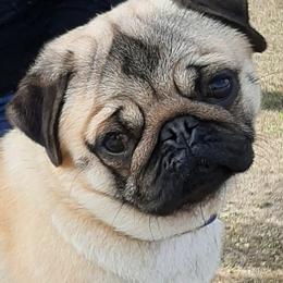 Pugs from Checagou Pugs