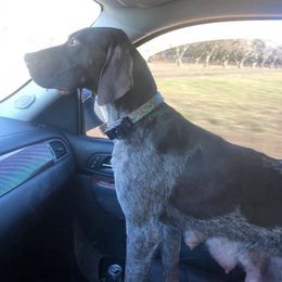 German Shorthaired Pointers from Darm Farm Pointers
