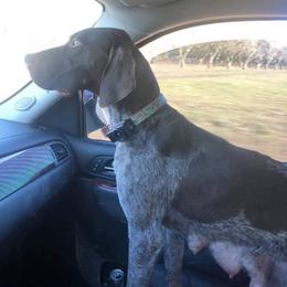 German Shorthaired Pointers from Darm Farm Pointers