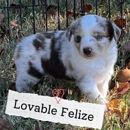 Falize - Red merle female Australian Shepherd puppy in Waxahachie, Texas from Volks Aussies