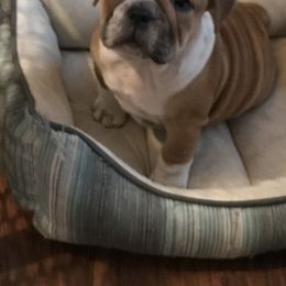 Bulldog, French Bulldog, and Pug Puppies from Royal destiny kennels