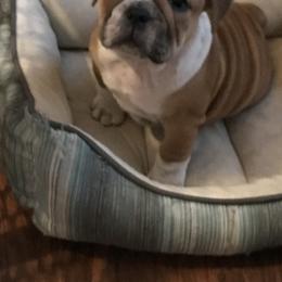 Bulldog, French Bulldog, and Pug Puppies from Royal destiny kennels