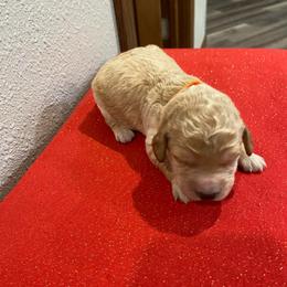 Ottis - Cream male Goldendoodle puppy in Brookings, South Dakota from Hofer Pups