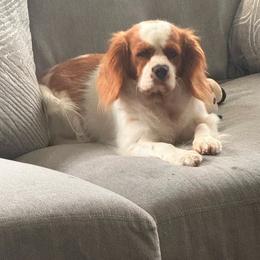 Cavalier King Charles Spaniel puppies from Rising Star Kennels