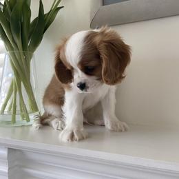 Bobby - Blenheim male Cavalier King Charles Spaniel puppy in Los Angeles, California from Myles Barnum