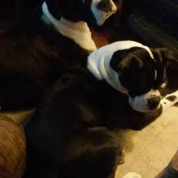 Boxers from NOTELLUMFLAT