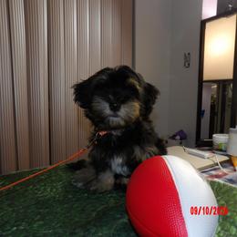 King Felipe (Flip) OF A ROYAL HAVANESE COURT - Black brindle male Havanese puppy in North Richland Hills, Texas from A Royal Havanese Court