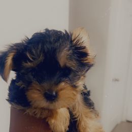 Yorkshire Terrier puppies from Mina’s Minnies