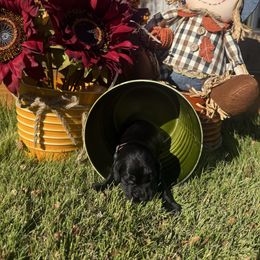 Brown Collar - Black male English Cocker Spaniel puppy in Ohatchee, Alabama from Otter Creek Kennels