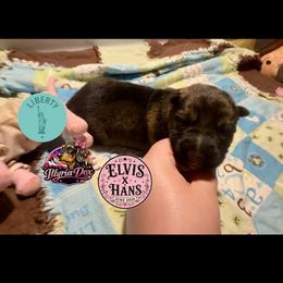 Liberty - Sable female German Shepherd puppy in Livingston, Kentucky from Illyria Dox & GSD