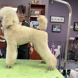 Chase - Cream male Poodle puppy in Drytown, California from StormBorn Standard Poodles