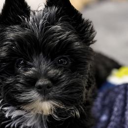 Poodles and Yorkshire Terriers from Taste Of Flavor LLC