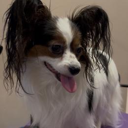 Fanny - White black and tan female Papillon puppy in San Diego County, California from Mishmo's Shibas and Papillons