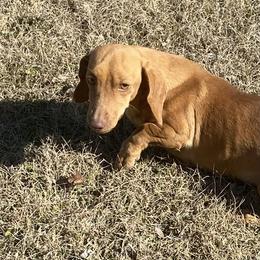 Hotdog - Dachshund