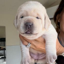 Blue - Champagne female Dilute Retriever puppy in Orangevale, California from NorCal Silver & Coal Labradors