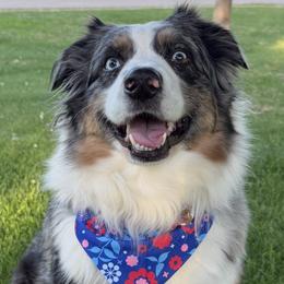 Australian Shepherds from White Tail Australian Shepherds