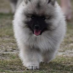 Keeshond Puppies from Anna Boehringer