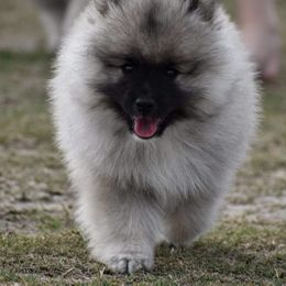Keeshond Puppies from Anna Boehringer