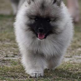 Keeshond Puppies from Anna Boehringer