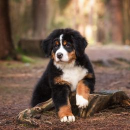 Bernese Mountain Dog Puppies from Joan Rogers