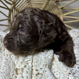 Mercury - Chocolate male Labradoodle puppy in Kingston, Georgia from CC Familydoodles