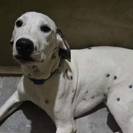 Boy Iida Dark Blue - White and black Dalmatian puppy in Thayer, Missouri from Spotty Bottom Dalmatians