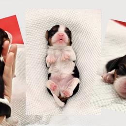 AKC-DNA -TRIXIE - Tri-color female Cavalier King Charles Spaniel puppy in Saint Augustine, Florida from STARGAZER CAVALIERS