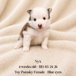 Nyx - Wolf sable female Pomsky puppy in Lincoln, Nebraska from Blue Heaven Pomsky