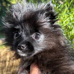 Bearly There - Black male Pomeranian puppy in Port Angeles, Washington from Pacific Northwest Pomeranians