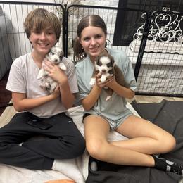 Australian Shepherd and Miniature Australian Shepherd Puppies from Fairfax Aussies