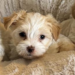 Snickerdoodle - White and tan female Morkie puppy in Tucson, Arizona from Sun-Kissed Morkies