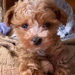 Orange of Evie - Red male Yorkipoo puppy in Rush, New York from Care Bear Puppies
