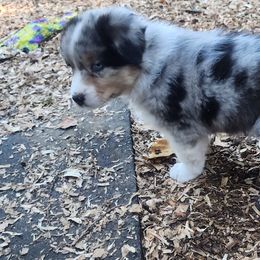 Australian Shepherd and Golden Retriever Puppies from Barking Creek Ranch