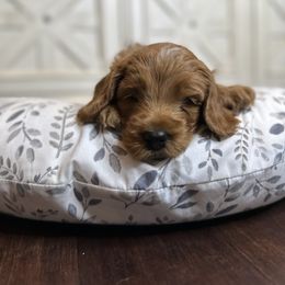 Boy 1 - Red Labradoodle puppy in Visalia, California from Junebug’s Labradoodles