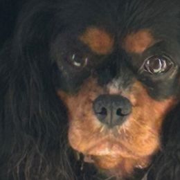 Cavalier King Charles Spaniels from Killian's Kennels LLC