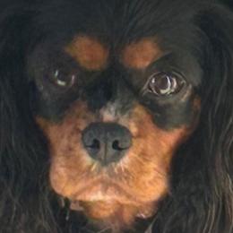 Cavalier King Charles Spaniels from Killian's Kennels LLC