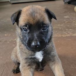 Indy's Azure - Mahogany female Belgian Malinois puppy in Berry, Alabama from North River k9
