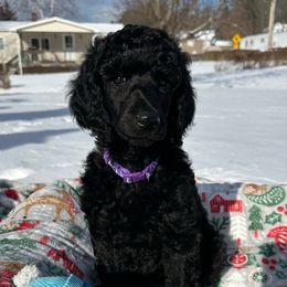 Girl 2 - Black female Poodle puppy in State College, Pennsylvania from Brookside Standard Poodles