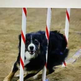 Miniature American Shepherd All Grown Up from High Country Miniature American Shepherds
